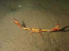 Angular Crab © Keith Hiscock